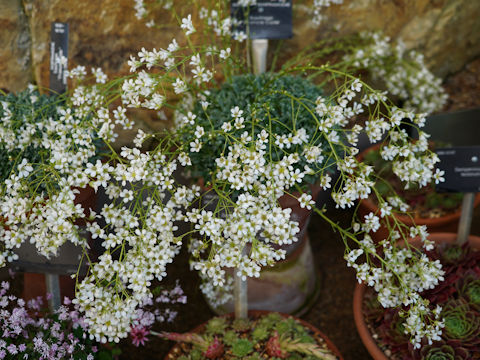 Gypsophila elegans