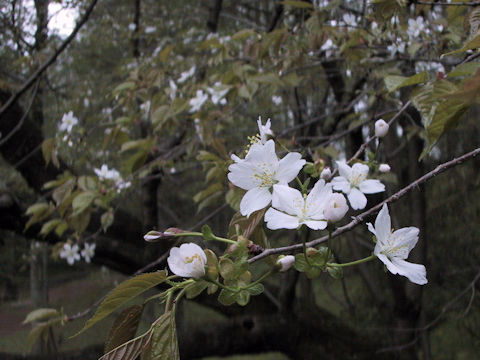 Prunus verecunda