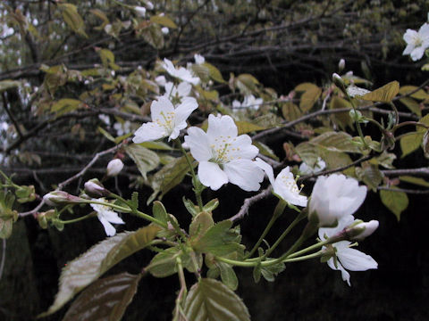 Prunus verecunda