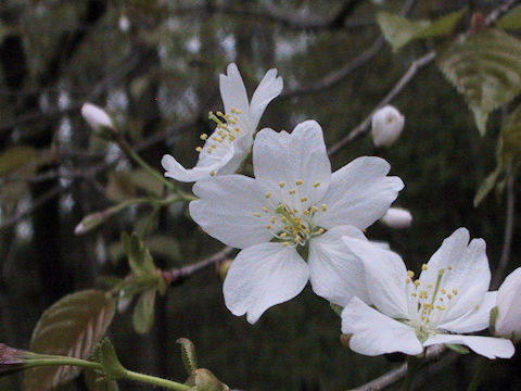 Prunus verecunda