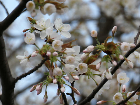 Prunus verecunda