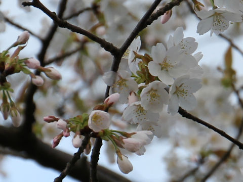 Prunus verecunda