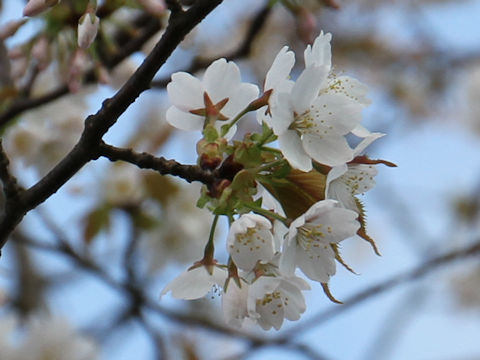 Prunus verecunda