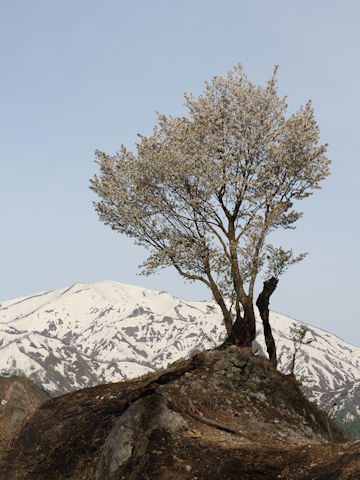 Prunus verecunda