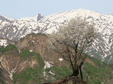 Prunus verecunda