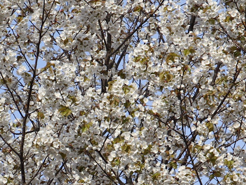 Prunus verecunda