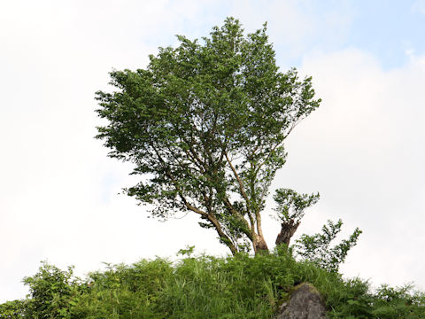 Prunus verecunda