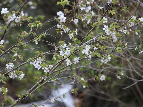 Prunus verecunda