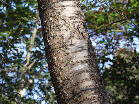 Prunus verecunda