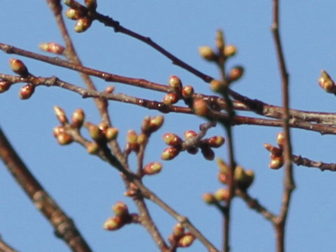 Prunus verecunda