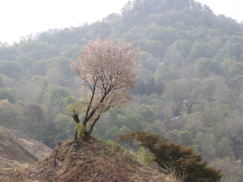 Prunus verecunda