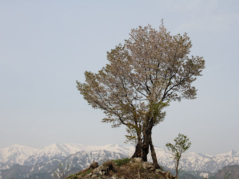 Prunus verecunda