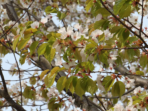 Prunus verecunda