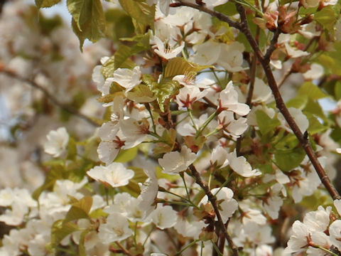 Prunus verecunda