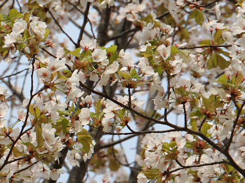 Prunus verecunda