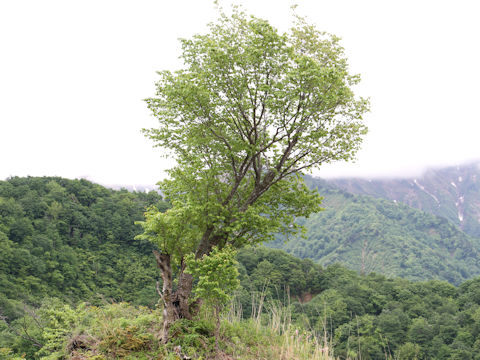 Prunus verecunda