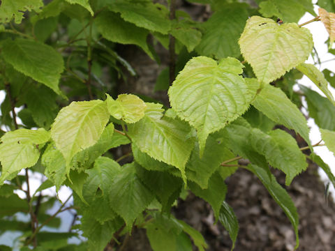 Prunus verecunda