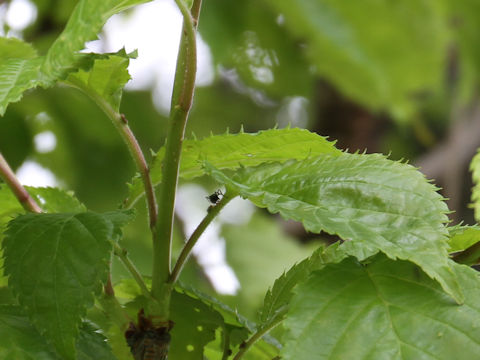 Prunus verecunda