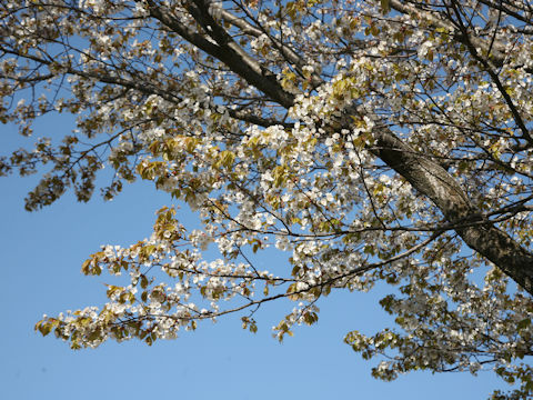 Prunus verecunda