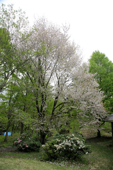 Prunus verecunda