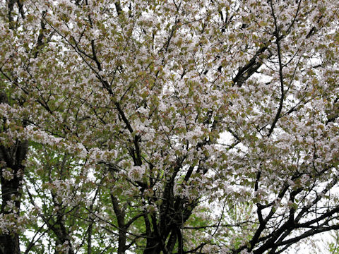 Prunus verecunda