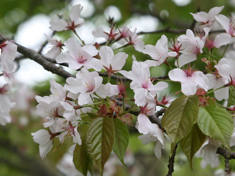 Prunus verecunda