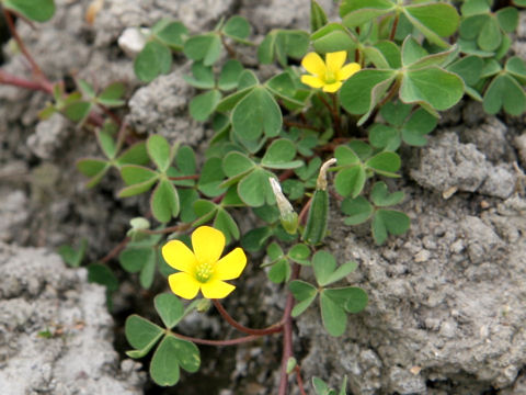 カタバミ Oxalis Corniculata