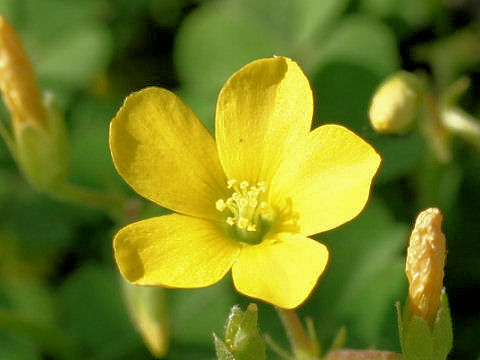 Oxalis corniculata