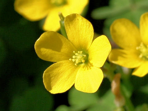 Oxalis corniculata