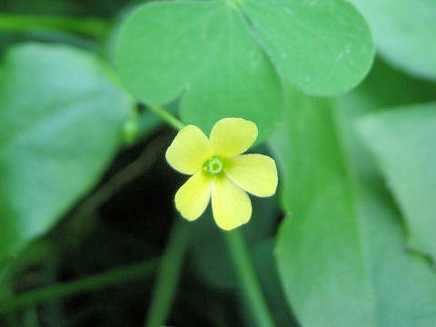 Oxalis corniculata