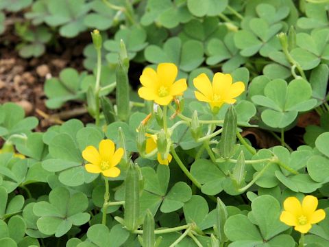 Oxalis corniculata