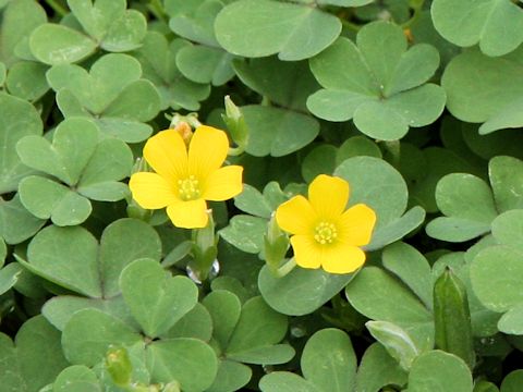 Oxalis corniculata