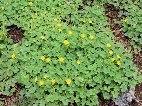 Oxalis corniculata