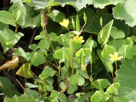 Oxalis corniculata