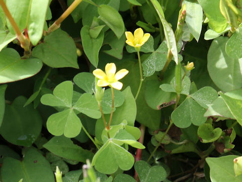 Oxalis corniculata