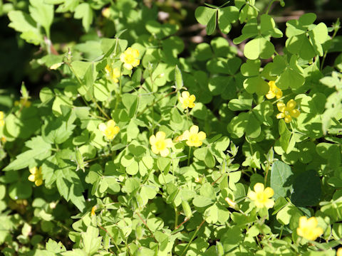 Oxalis corniculata