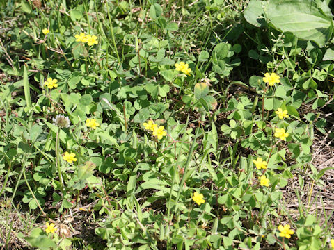 Oxalis corniculata