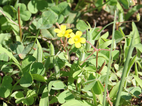 Oxalis corniculata