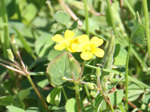 Oxalis corniculata