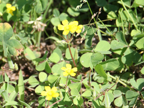 Oxalis corniculata