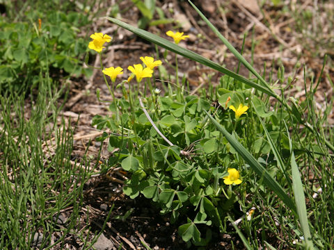 Oxalis corniculata