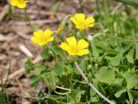 Oxalis corniculata