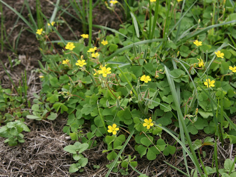 Oxalis corniculata