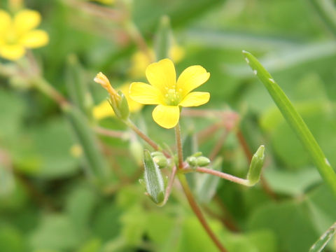 Oxalis corniculata