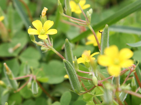 Oxalis corniculata