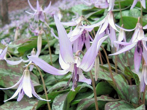 Erythronium japonicum