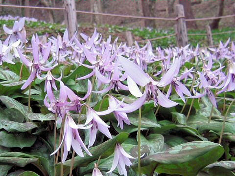 Erythronium japonicum