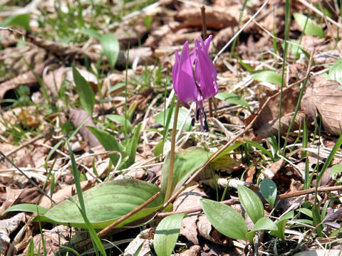 Erythronium japonicum