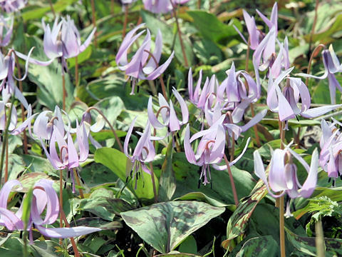 Erythronium japonicum