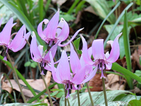 Erythronium japonicum